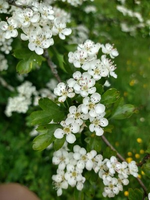 photo of Hawthorn