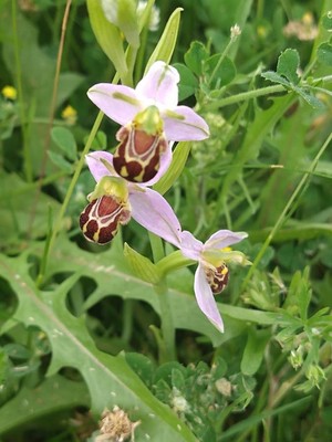 photo of Bee Orchid