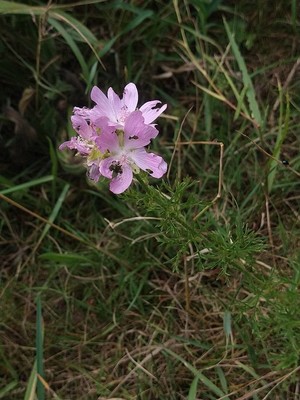 photo of Greater Musk Mallow