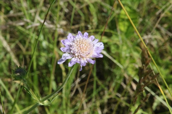 photo of Field Scabious