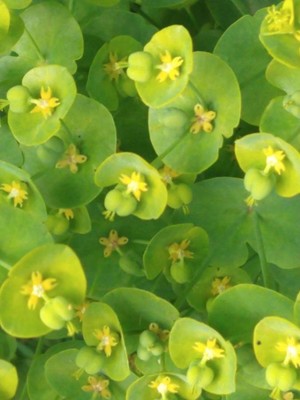 photo of Grainfield Spurge