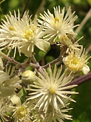 photo of Traveller's Joy