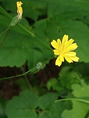 photo of Nipplewort