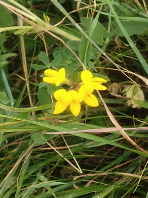 photo of Bird's Foot Trefoil