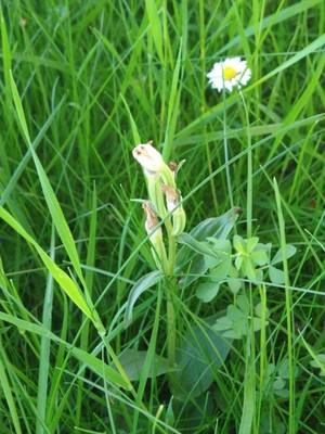 photo of White Helleborine