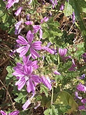 photo of Common Mallow