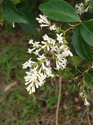 photo of Wild Privet