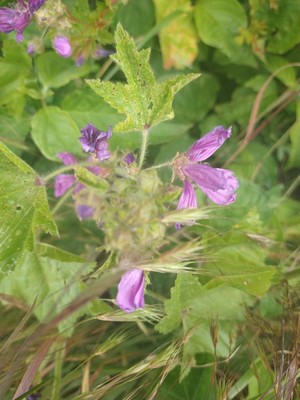 photo of Common Mallow