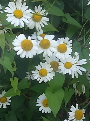 photo of Oxeye Daisy