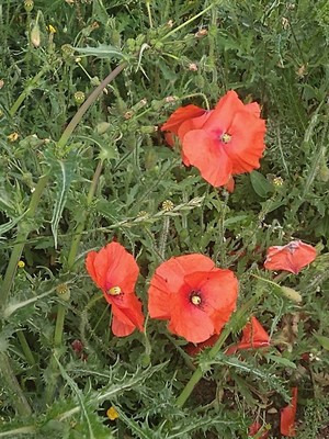 photo of Common Poppy