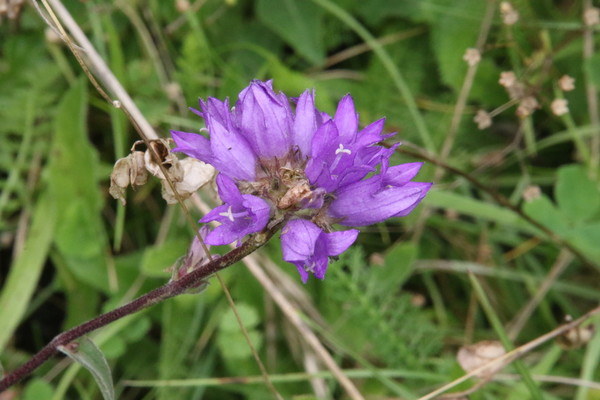 photo of Clustered Bellfower