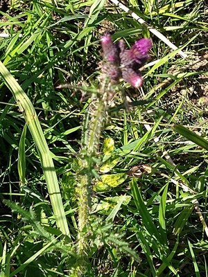 photo of Marsh Thistle