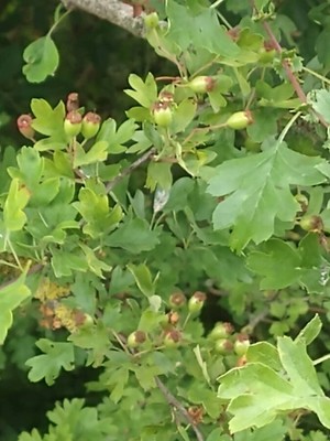 photo of Hawthorn