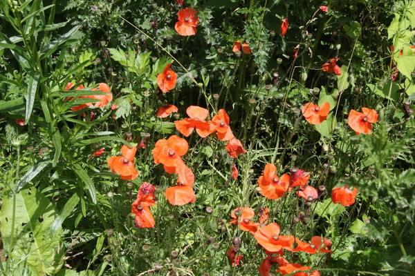 photo of Common Poppy