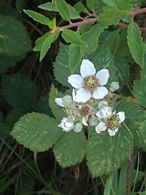 photo of Elm Leaved Bramble