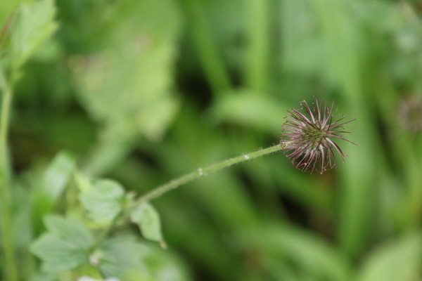 photo of Wood Avens