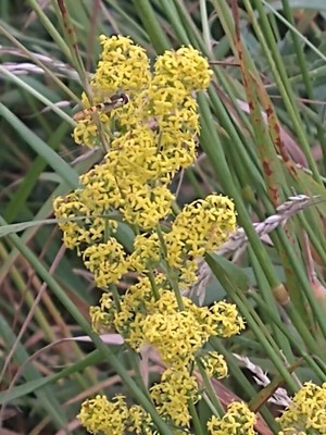 photo of Lady's Bedstraw