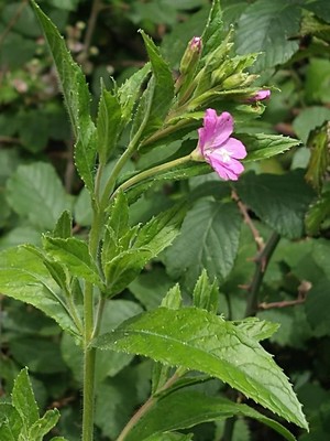 photo of Great Willowherb