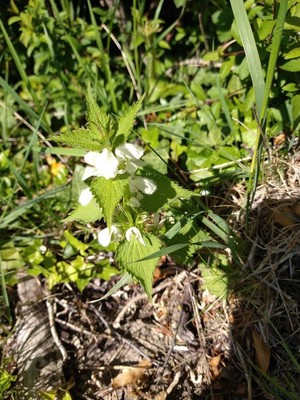 photo of White Dead Nettle