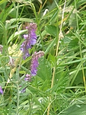 photo of Fodder Vetch