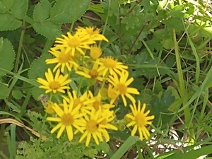 photo of Ragwort