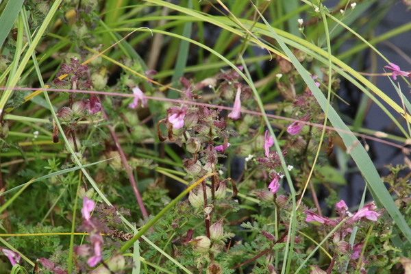 photo of Marsh Lousewort