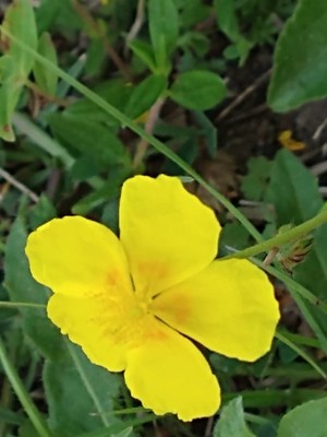 photo of Common Rockrose
