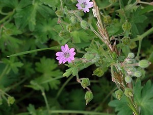 photo of Dove's Foot Crane's Bill