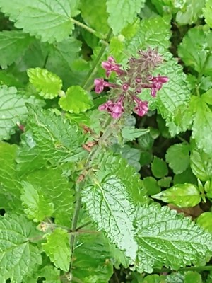 photo of Hedge Woundwort