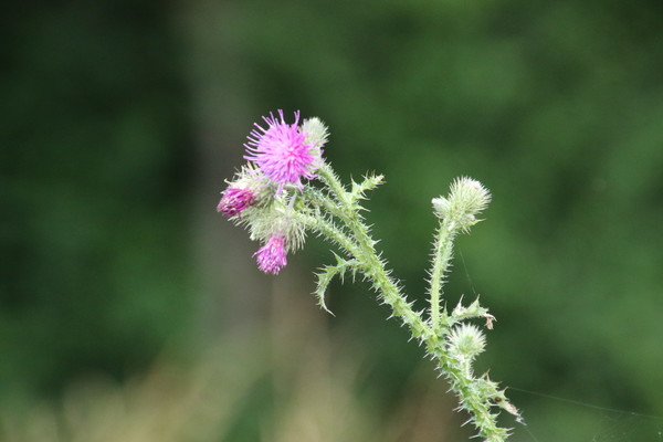 photo of Welted Thistle