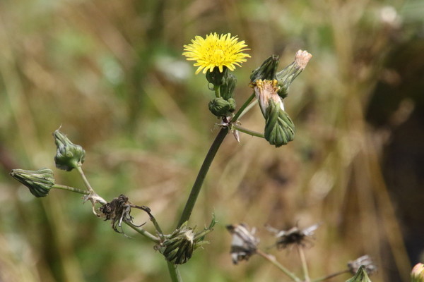 photo of Prickly Sow Thistle