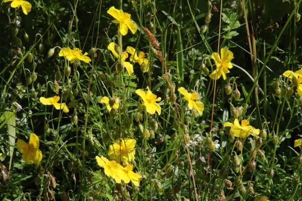 photo of Common Rockrose