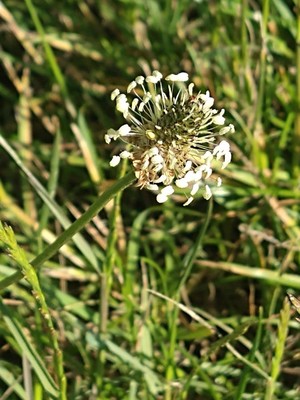 photo of Ribwort Plantain