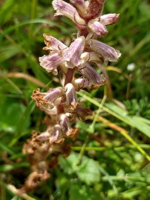 photo of Common Broomrape