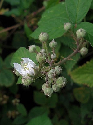 photo of Elm Leaved Bramble
