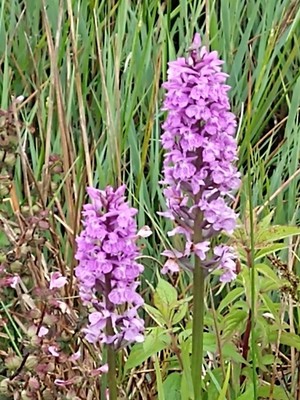 photo of Southern Marsh Orchid