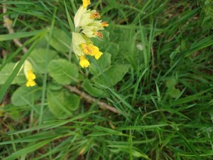 photo of Cowslip
