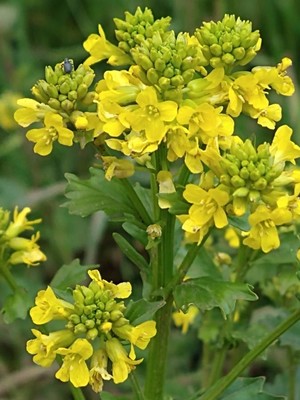 photo of Common Winter Cress