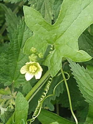 photo of White Bryony