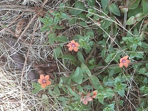 photo of Scarlet Pimpernel