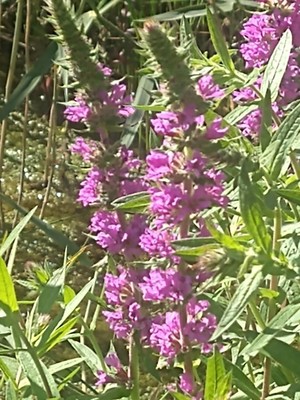 photo of Purple Loosestrife