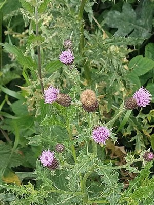 photo of Creeping Thistle