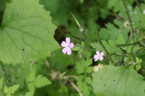 photo of Herb Robert