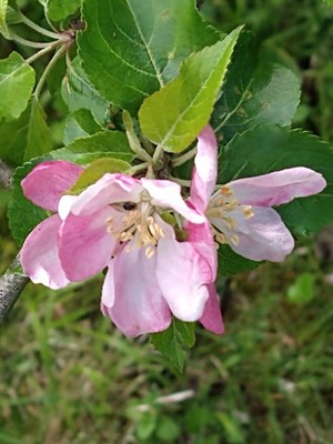 photo of Apple Tree