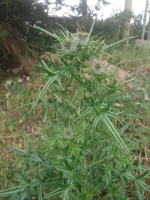 photo of Spear Thistle