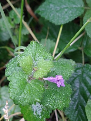 photo of Ground Ivy