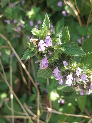 photo of Black Horehound