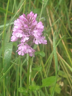 photo of Pyramidal Orchid