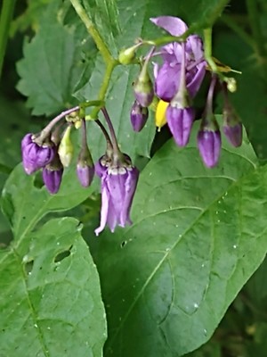 photo of Bittersweet