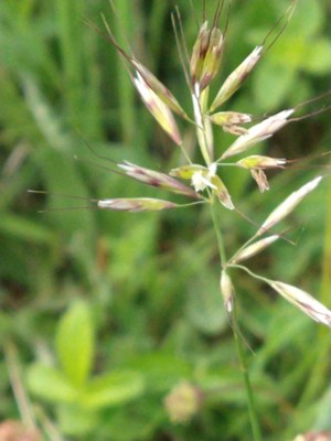 photo of Yellow Oat Grass